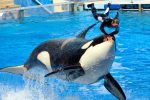 SeaWorld Florida Tickets Discount