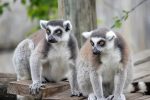 ZooQuarium Tampa Tickets Cheap